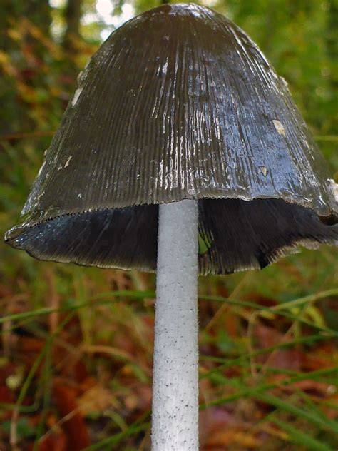 Photographs Of Collingbourne Wood Wiltshire England Magpie Inkcap