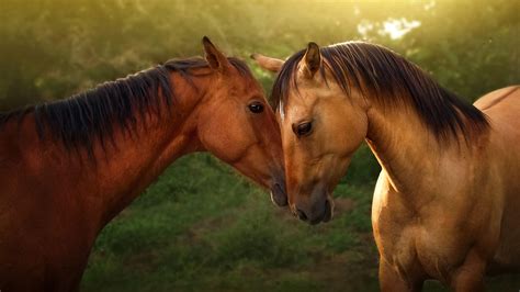 Cute Horse Desktop Wallpapers - Top Free Cute Horse Desktop Backgrounds ...