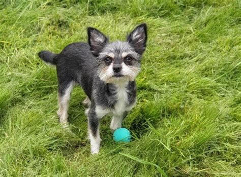 Meet The Yorkie Chihuahua Mix: The Ultimate Lap Dog