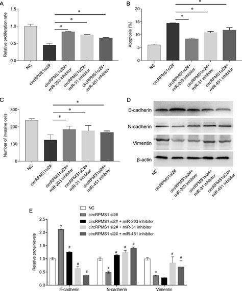 Figure From Knockdown Of Ebv Encoded Circrna Circrpms Suppresses