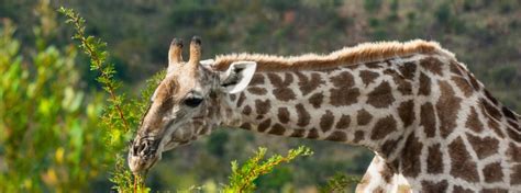 The Giraffe | Wildlife Guide