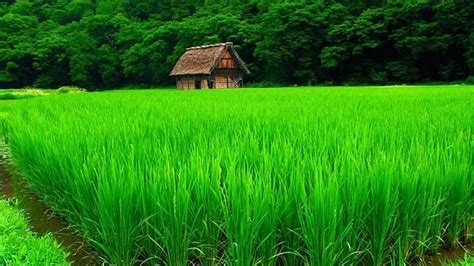 Rice field, house, HD wallpaper | Wallpaperbetter