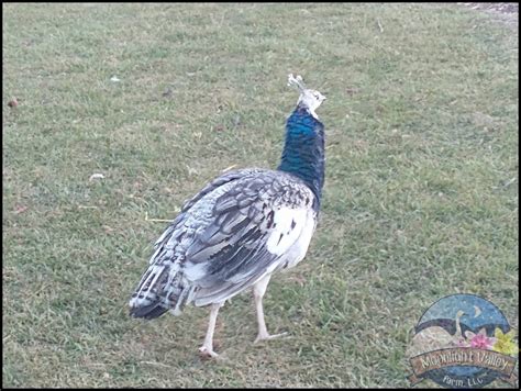 Black Shoulder Peacock