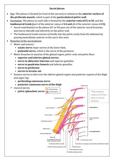 SOLUTION 3 Nerves Of Pelvis And Perineum Studypool