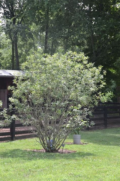 Pussy Willow Old Town