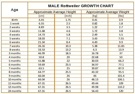 German Rottweiler Weight And Height | Blog Dandk