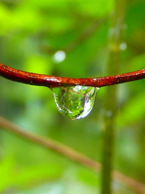 Kostenlose Foto Wasser Natur Gras Ast Fallen Tau Fotografie