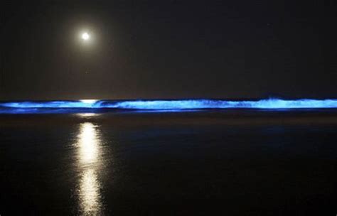 Playas Bioluminiscentes De M Xico M S De M Xico