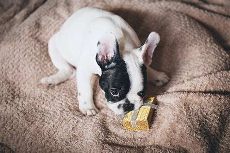 Cuáles son los mejores perros para niños Dogarden