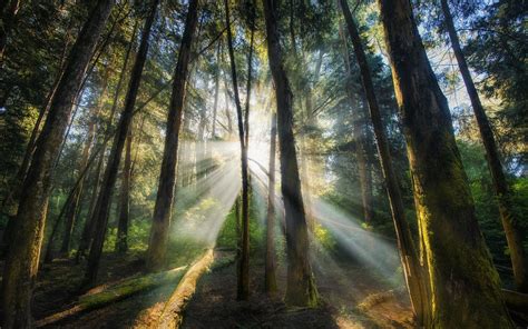 Fondos De Pantalla Luz De Sol Rboles Paisaje Naturaleza Rama