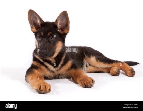 A Thirteen Week Old German Shepherd Dog Puppy Lying Down Stock Photo