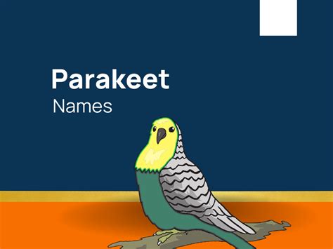 1120+ Parakeet Names for Your Beloved Feathered Friend! (+Generator)