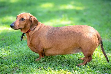 At What Age Is A Miniature Dachshund Full Grown