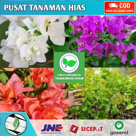 Jual BISA COD PROMO Tanaman Hias Bugenvile Varian Warna Bunga