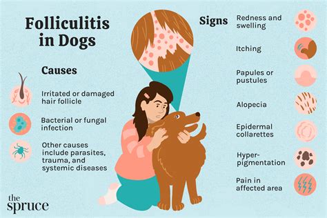 how to treat folliculitis at home for dogs