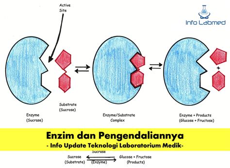 Apa Itu Enzim Inilah Pengertiannya Lengkap Dengan Cara Kerja Dan Riset