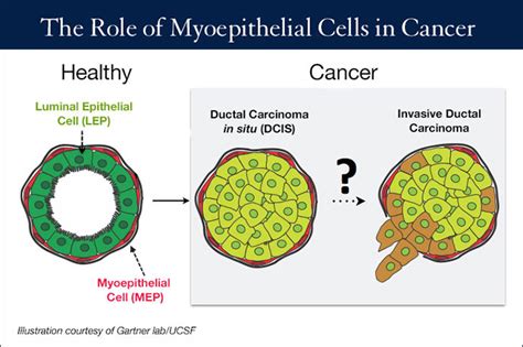 Building Human Breast Tissue Cell By Cell University Of California