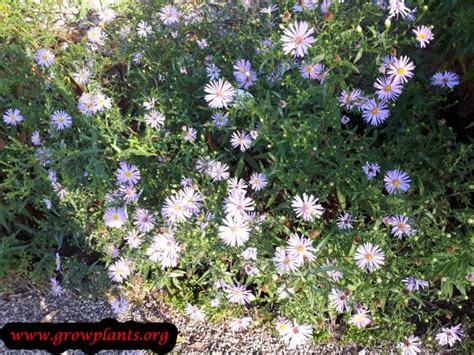 Aster amellus - How to grow & care