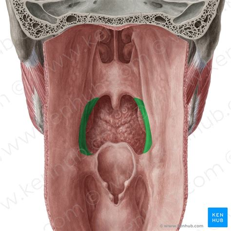 Gaumen Anatomie Funktion Lippen Kiefer Gaumenspalte Kenhub