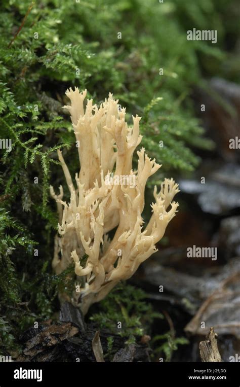 Upright Coral Fungus Ramaria Stricta Stock Photo Alamy