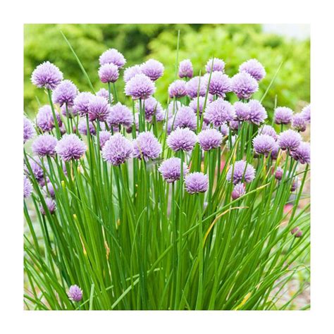 Chives | Buy Garden Seeds Online | Zappa Seeds