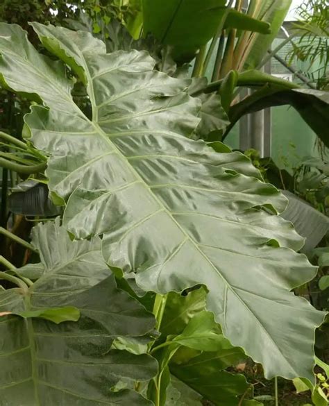 What Is The Rarest Philodendron 10 Rare Species More