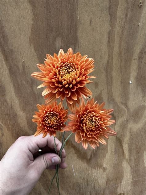 Rc Heirloom Chrysanthemum Coral Cavalier — Clara Joyce Flowers