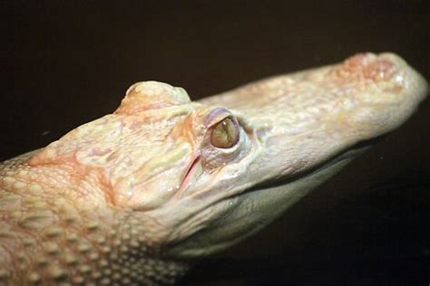 "Albino Crocodile" by LeContePhotos | Redbubble