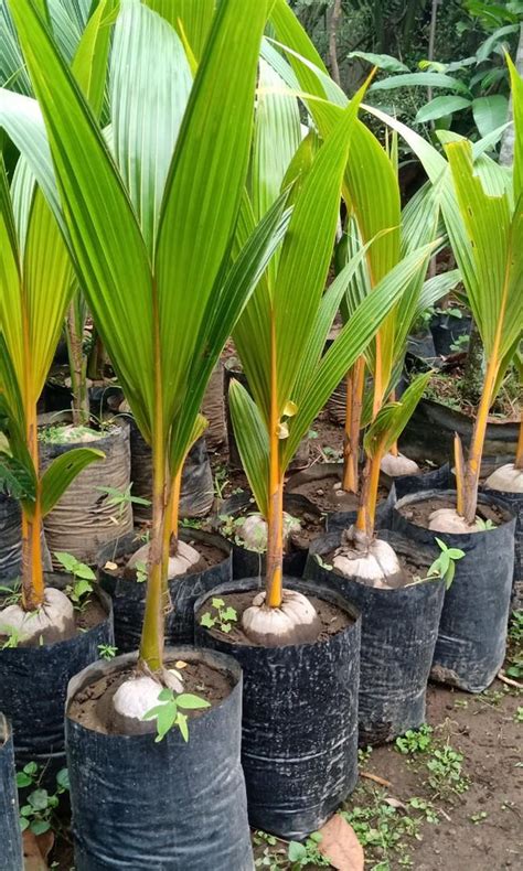 Golden Dwarf Coconut Lunti Plant Nursery