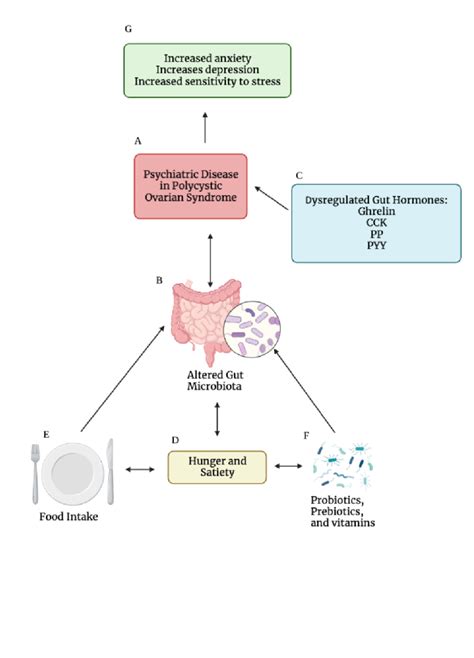 Gut Brain Connection In Pcos A Pcos Is Central To This Figure