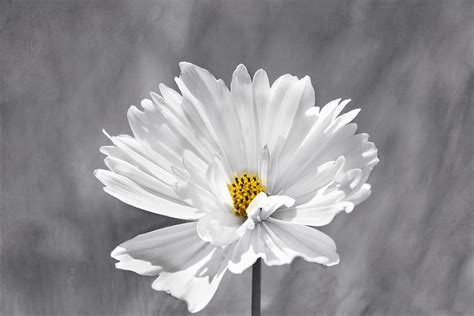 The Love Flower Photograph By Kim Hojnacki Fine Art America