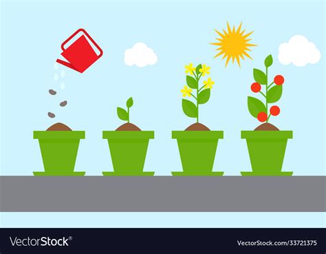 Timeline Infographic Planting Tree Process Vector Image