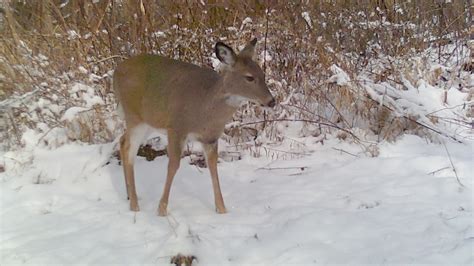 Pennsylvania Hunting Seasons Purchasing Antlerless Deer Licenses