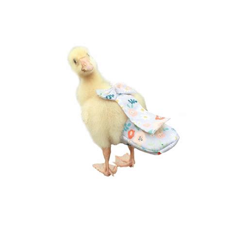HEZHUO Duck Diapers, Chicken Diapers, Special Diapers for Poultry ...