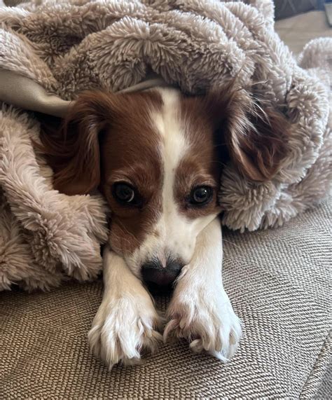 Dog Vaccinations - Puppies and Adult Dogs - What, Why, When and More