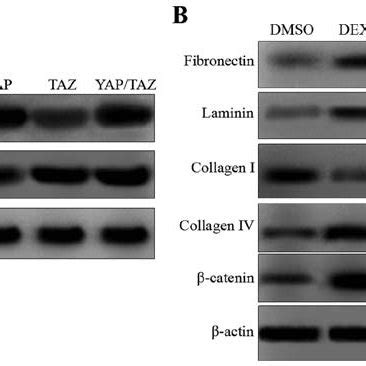 Overexpression Of Yap And Taz Mrna Results In The Activation Of