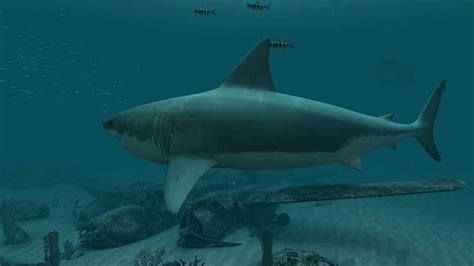 Sharks - Great White 3D Screensaver - YouTube