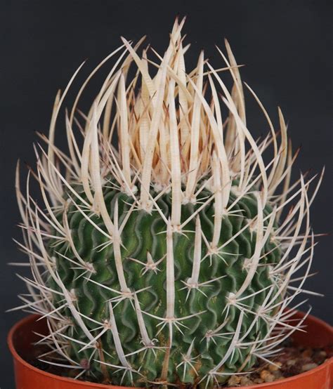 Echinofossulocactus Stenocactus Phyllacanthus Roberto Flickr