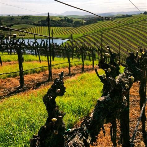 artesa vineyard | Napa Wine Tours