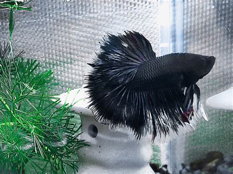 黒い熱帯魚8選｜かっこ良く水槽を引き締める魚たちをご紹介｜東京アクアガーデン