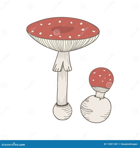 Mushroom Doodle Set Various Mushrooms Hand Drawn Sketch Champignon