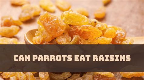 Can Parrots Eat Raisins Are Raisins Safe Master Birds