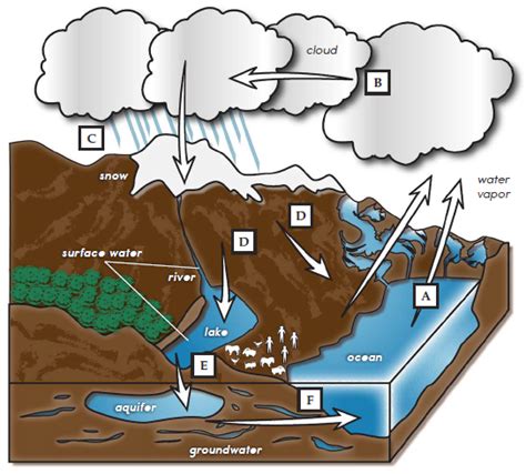 Water Cycle Labeling Diagram | Quizlet