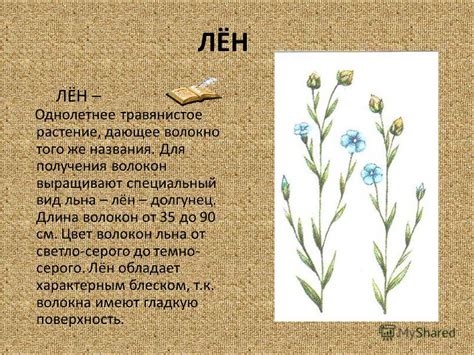 Презентация на тему: "МАТЕРИАЛОВЕДЕНИЕ ВОЛОКНА РАСТИТЕЛЬНОГО ...