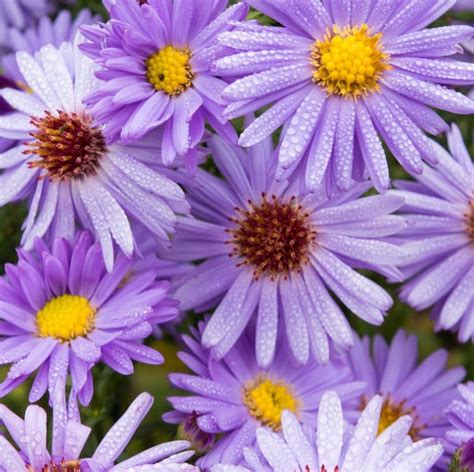 Asters | Plants, Wildflower garden, Perennial plants