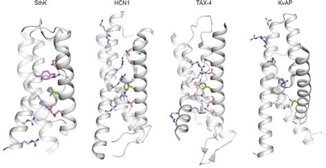 Figures And Data In Ligand Discrimination And Gating In Cyclic