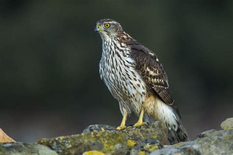 The 13 Species of Hawks in Florida (Chart and Pictures)