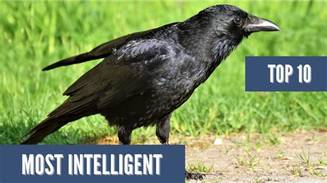 The Top 10 Most Intelligent Animals In The World Youtube