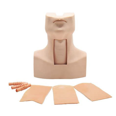 Buy Advanced Human Body Training Model Tracheostomy And Intubation