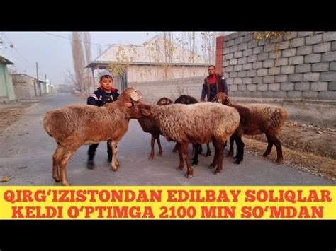 QIRGIZISTONDAN EDILBAY SOLIQLAR KELDI YouTube